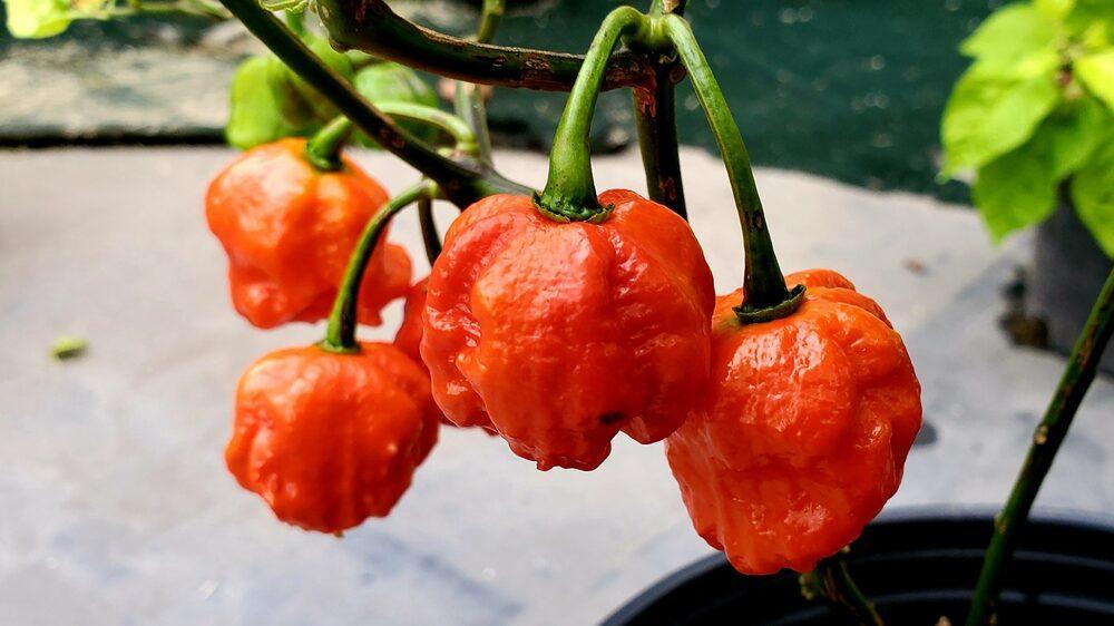 5 Akun Habanero Terbaik untuk Penggemar Pedas